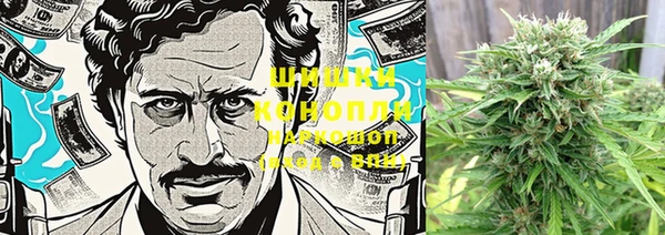 прущие грибы Верея