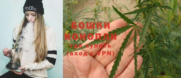 прущие грибы Верея